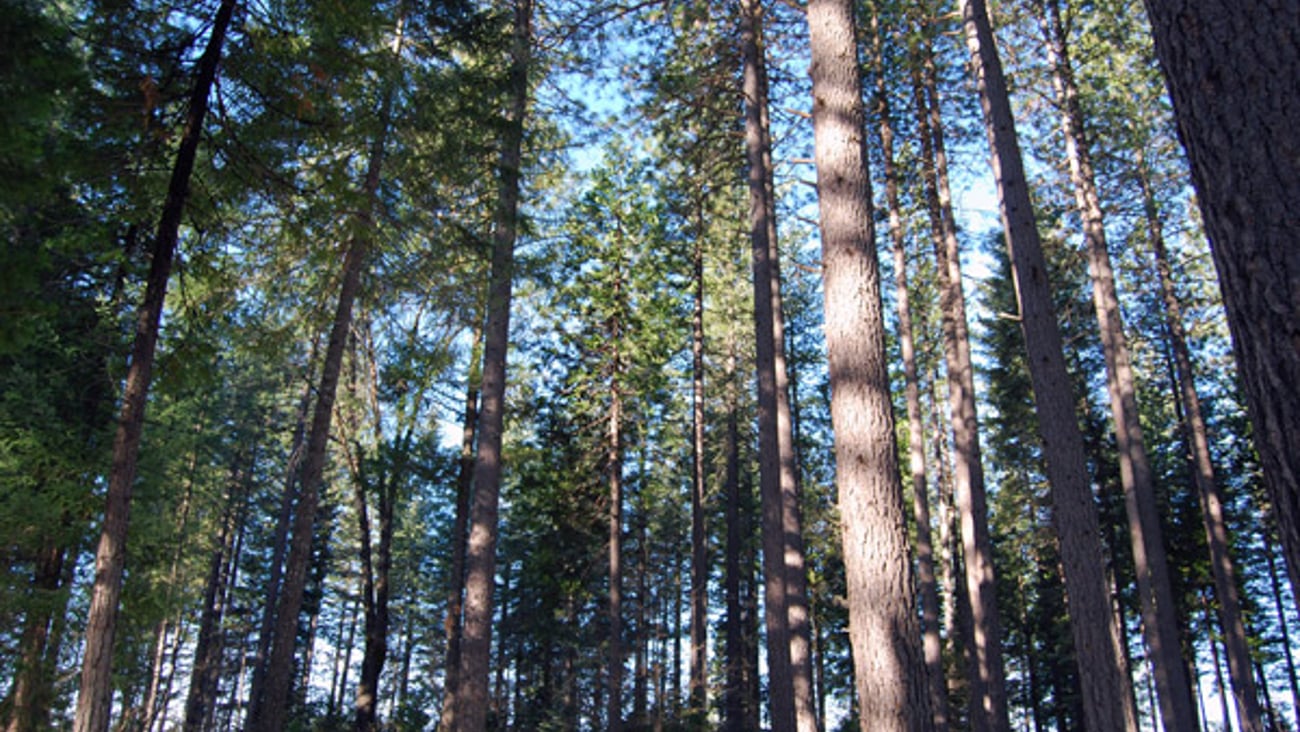 a tree in a forest