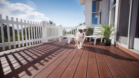 a dog standing on top of a wooden fence