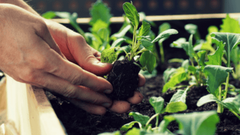 a person holding a plant in a garden