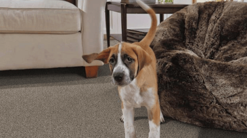 a dog sitting in the living room