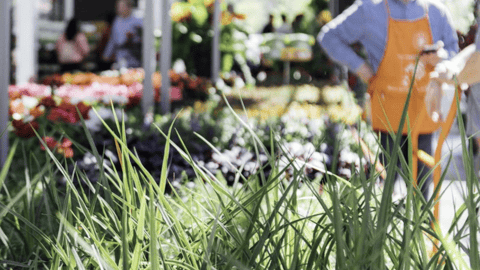 a close up of a flower garden