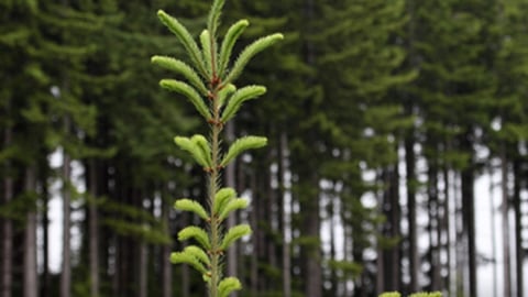 a plant in a forest