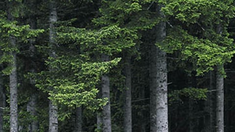 a group of people in a forest