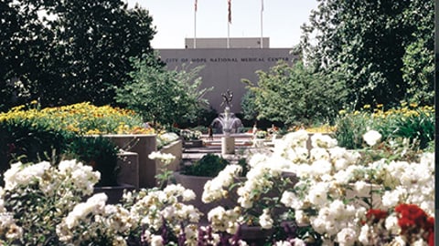 a close up of a flower garden