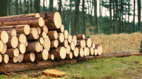 Log trunks pile, the logging timber wood industry in forest background.; Shutterstock ID 1914192970