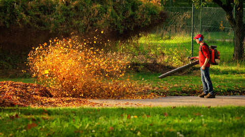 Man operating a heavy duty leaf blower: the leaves are being swirled up and glow in the pleasant sunlight; Shutterstock ID 482097559