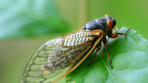 Cicada credit unsplash public domain