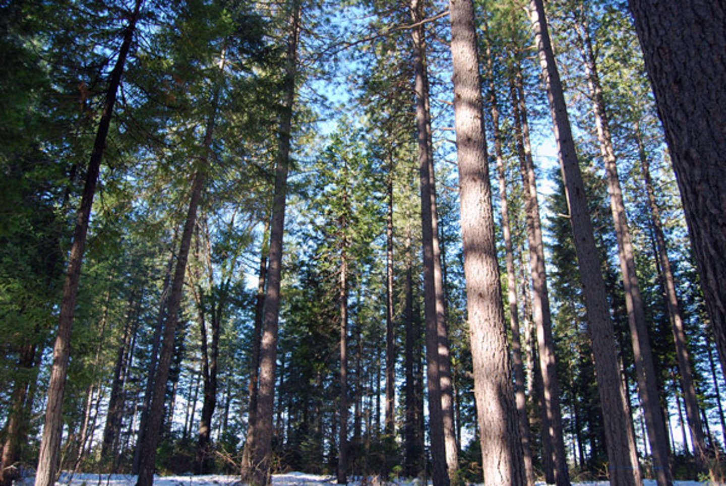 a tree in a forest