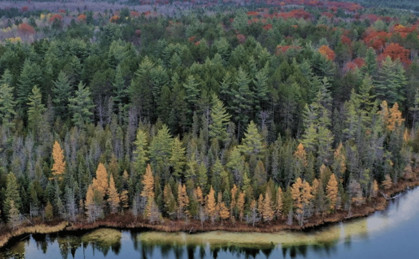 Michigan boasts nearly 4 million acres of state forest lands.