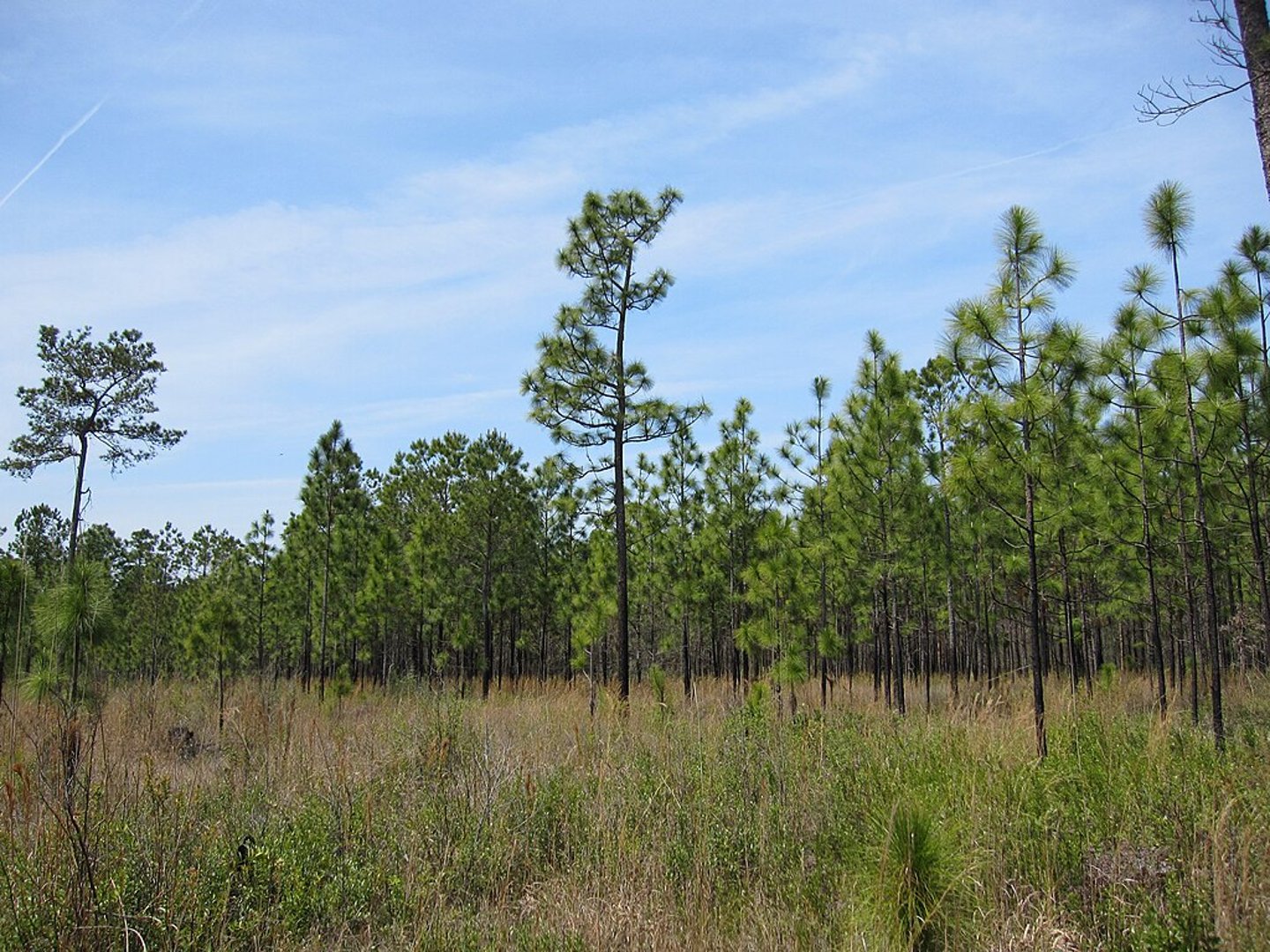 Longleaf pine