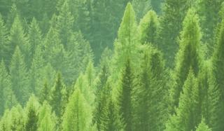 a tree in a forest