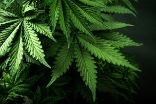 marijuana