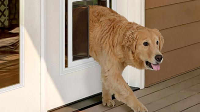 Dog door sales for golden retriever