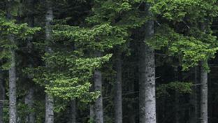 a group of people in a forest