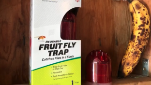 fruit fly